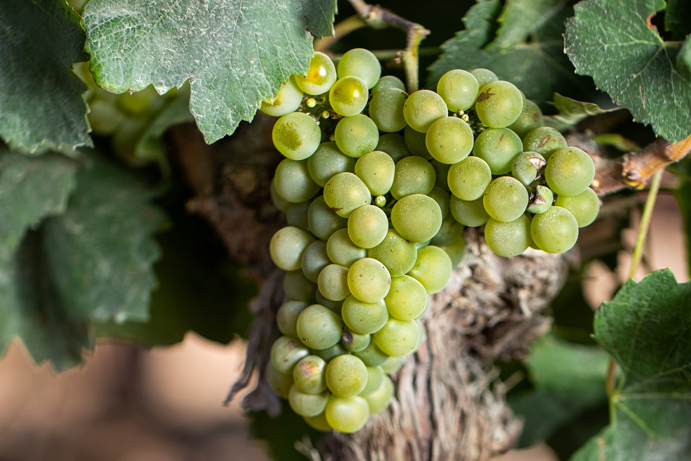 Vaaleista rypäleistä koostuva terttu chileläisellä viinitilalla.